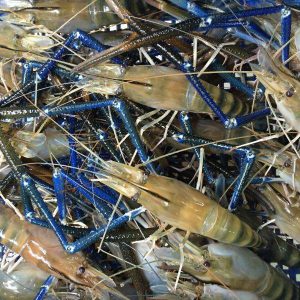 tom-cang-xanh-song-2