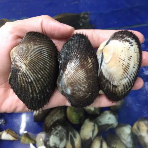 webimg_7434_92441bf7474a48cb9252c569eec9297b_grande