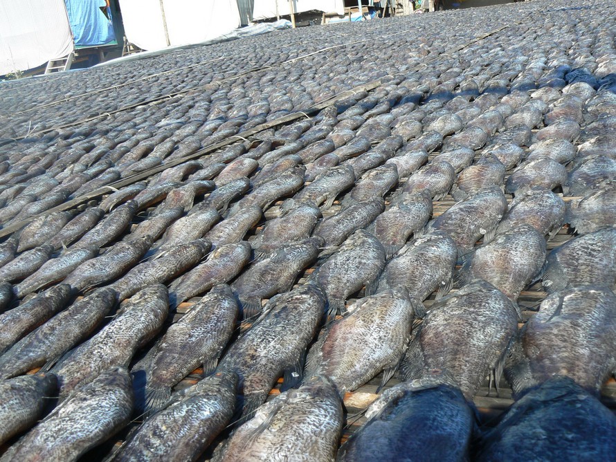 Khô Cá Sặc Bổi An Giang - Sặc Bướm